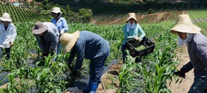 minas gerais tera recorde de agricultores beneficiados pelo garantia safra em 2022