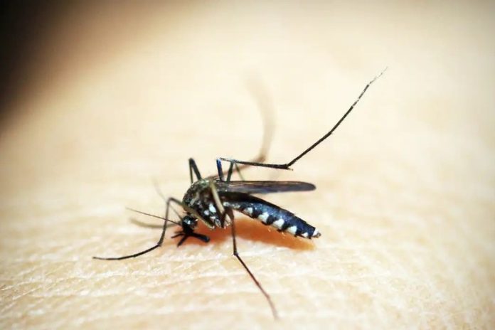 dengue