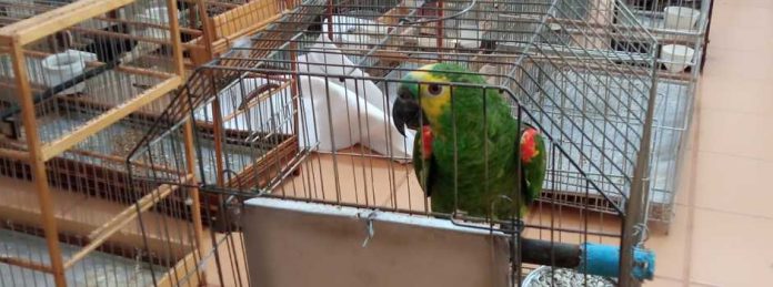 AVES