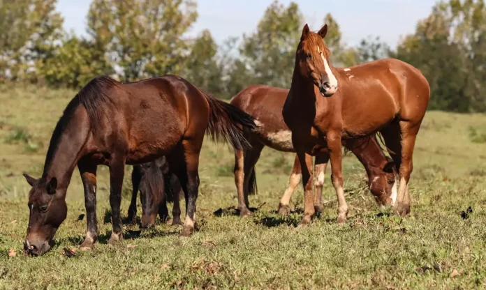 cavalos