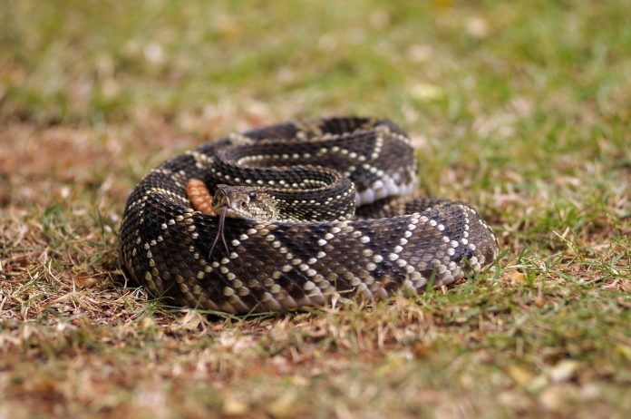 Cobra