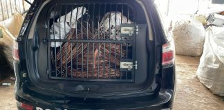 Canal é lançado para denúncias de furto e roubo de cabos de energia roubo de cabos