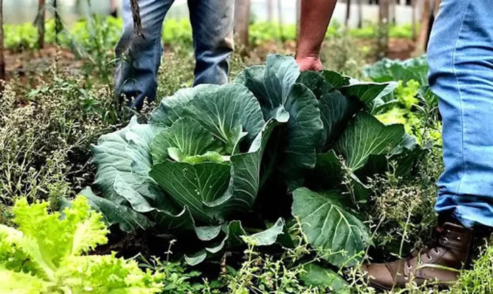 Horta