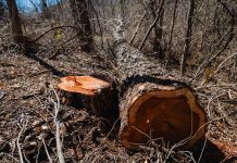 Operação Mata Atlântica em Pé 2026 autua mais de 3 mil hectares de desmatamento ilegal em Minas Gerais
