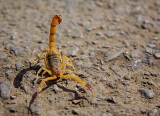 Funed lança projeto para prevenir acidentes com escorpiões entre crianças escorpião