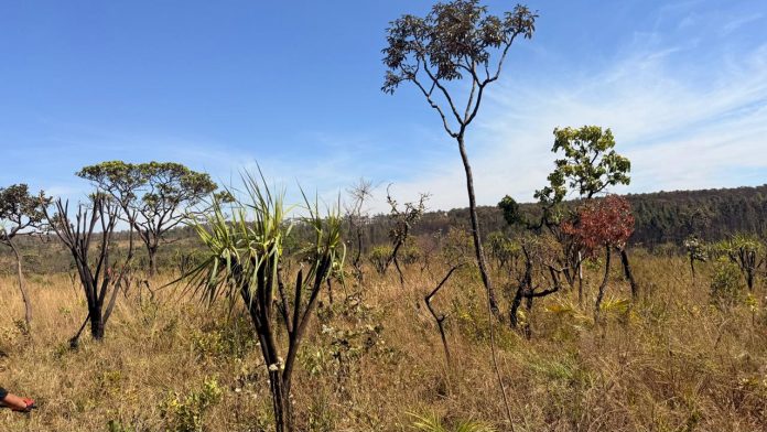 CERRADO