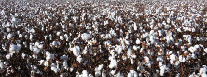 algodão