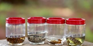 DF registra mais de 5,5 mil acidentes com animais peçonhentos em um ano animais