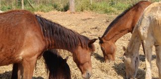 Acompanhamento online facilita adoção de animais apreendidos no DF CAVALO (1)