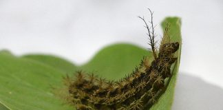 Acidentes com lagartas podem ocasionar danos graves e até mortes lagarta